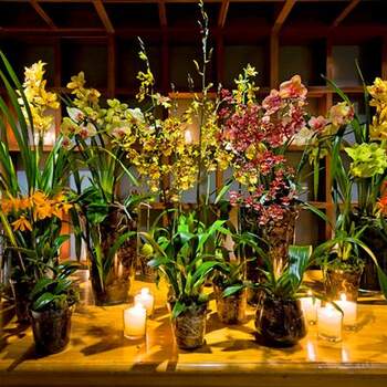 As orquídeas são lindas, clássicas e versáteis. Podem ser usadas em toda a festa e dão um charme mais que especial. Veja estas ideias da Lais Aguiar para usá-las na decoração.
