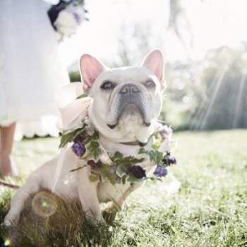 Elegante bulldog que viste flores blancas y moradas para la ocasión. Foto: Viera-Photographics-en-Style-Me-Pretty