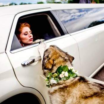 Graciosa imagen de un labrador, totalmente preparado para la ocasión, despidiendo a la novia. Foto.twin-lens-Photography-en-Style-Me-Pretty