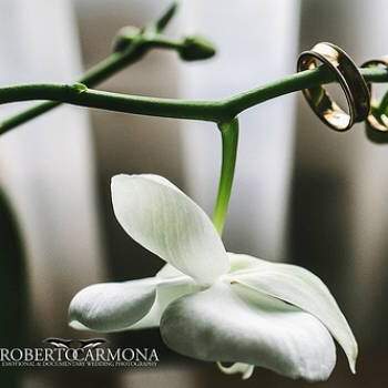 As fotos das alianças são clássicas e estão em todo álbum de casamento! Atualmente, o que conta é a criatividade na hora de fazê-las! Inspire-se nesta seleção de fotos, das mais criativas às tradicionais, para compor sua foto perfeita!