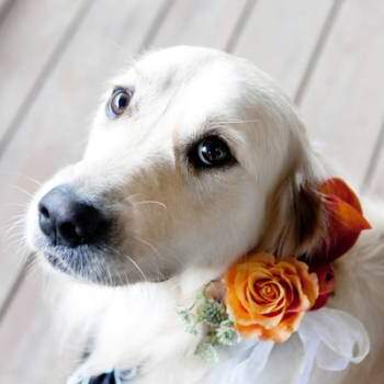 Dos simples rosas pueden ser el mejor complemento para tu perro. Foto: Orchard-Cove-Photography-en-Style-me-Pretty