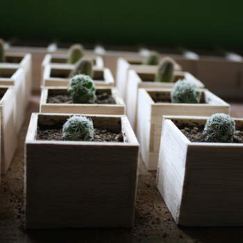 Los recuerdo de boda también pueden tener vida. Regala un cactus miniatura en tu boda.
Foto de Recuerdo Viviente