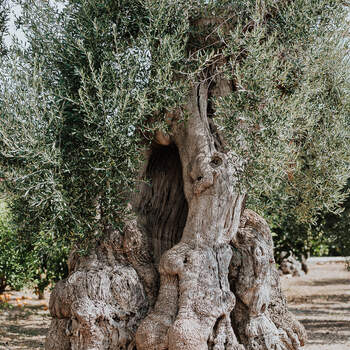 Foto: Marco Schifa Wedding Photography