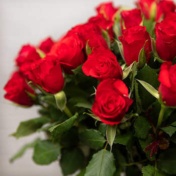 Bouquet de roses rouges - Photo : Aquarelle