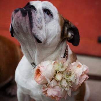 "Yo también participo", parece estar diciendo este bulldog inglés.Foto: Lauren-Ross-Photography-en-Style-Me-Pretty