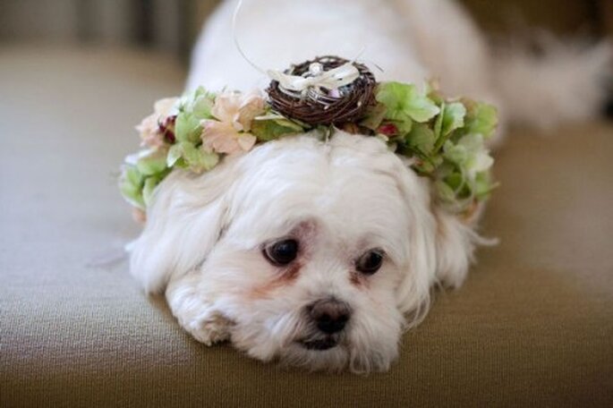 Los perros como pajesitos de boda. Foto de Jhon & Joseph Photography Inc en Style Me Pretty