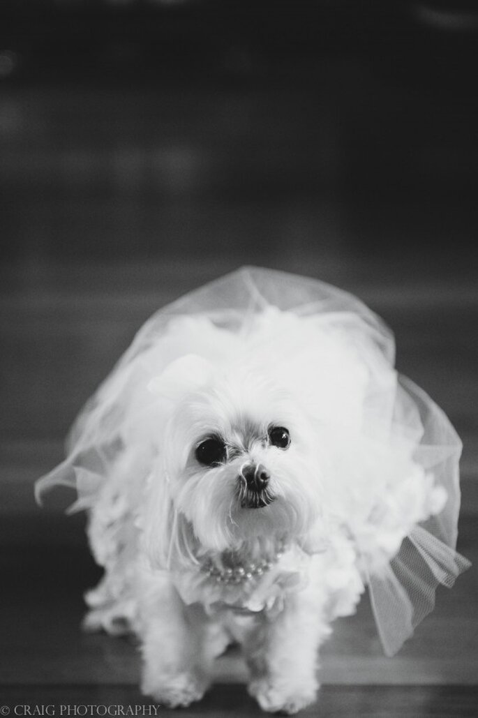 6 Tips para incluir a tu mascota en la boda - Craig Photography