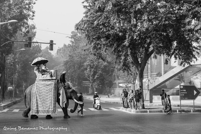 Photo: Going Bananas Photography.