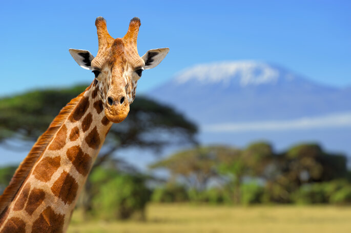 Une girafe en liberté admirée au cours d'un safari en Tanzanie