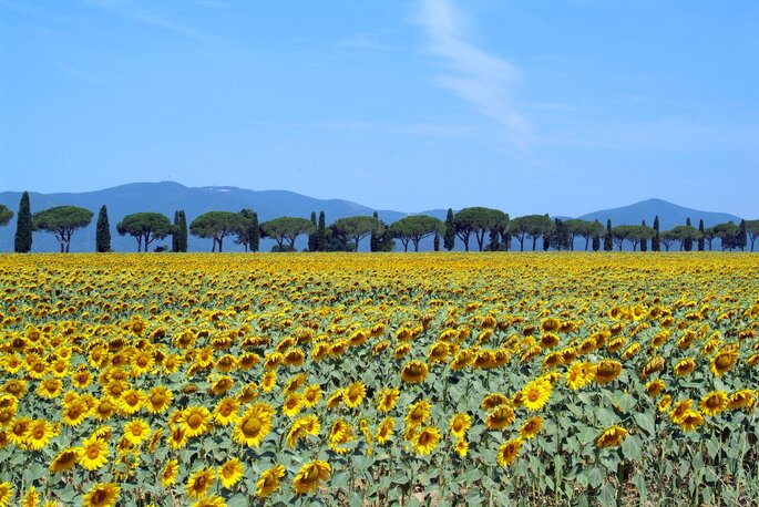 plantação de girassois Toscana