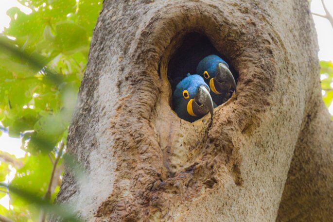 oiseaux insolites lors de voyage de noces au Brésil