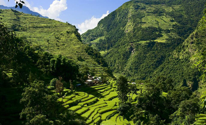 Paysage de rizières en Asie à découvrir en voyage de noces