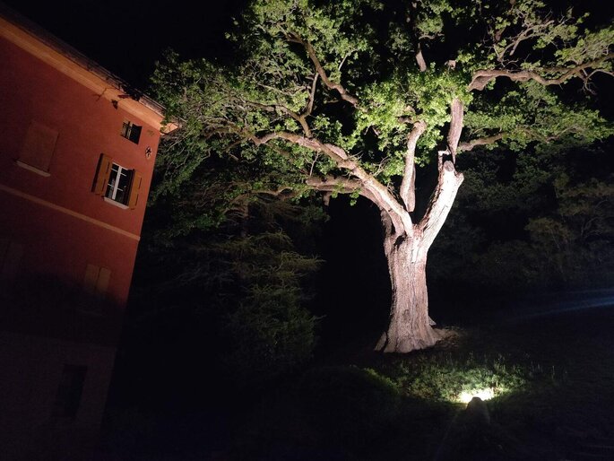 La grande quercia nella notte
