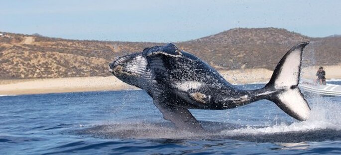 Los Cabos. Foto de VisitMéxico.com