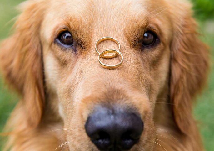 perro con anillos