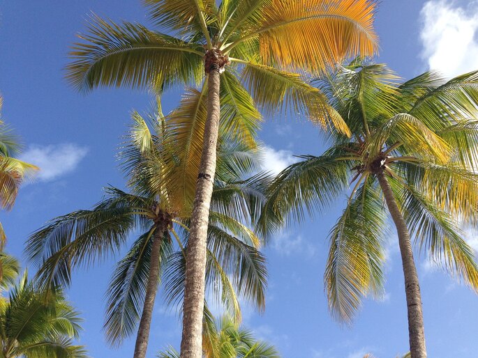 Palmiers sous un ciel bleu et ensoleillé