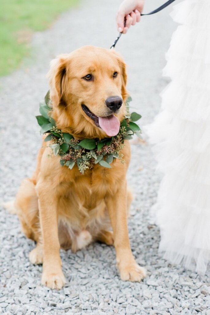6 tips para incluir a tu mascota en la boda - Caroline Lima Photography