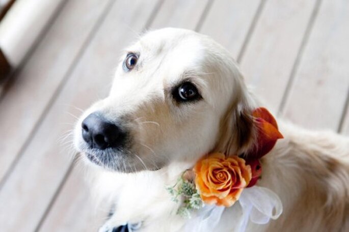 Perros pajesitos de boda. Foto de Orchard Cove Photography en Style Me Pretty