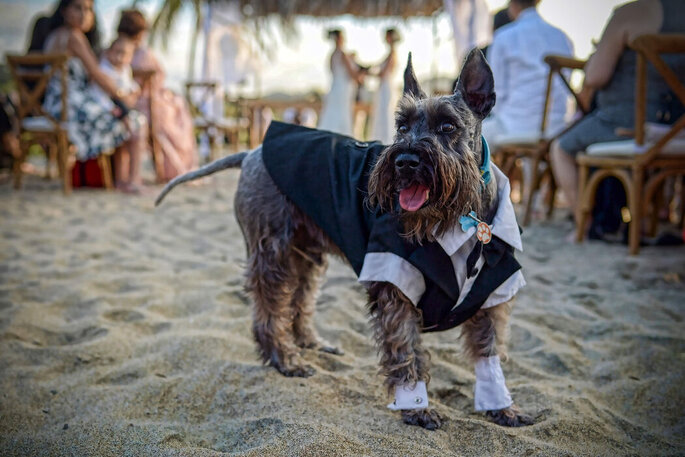 Puppy with suit in wedding ceremony on the beach