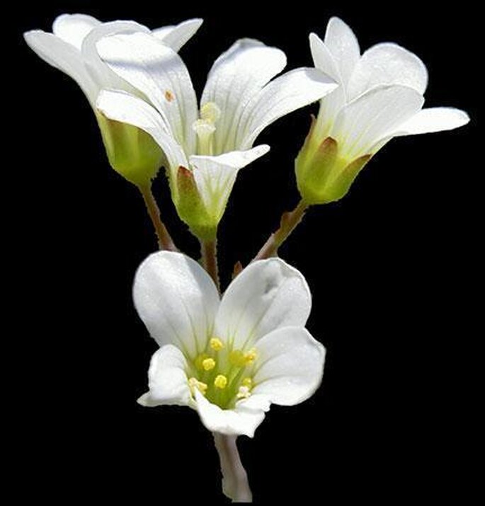 Fleurs blanches