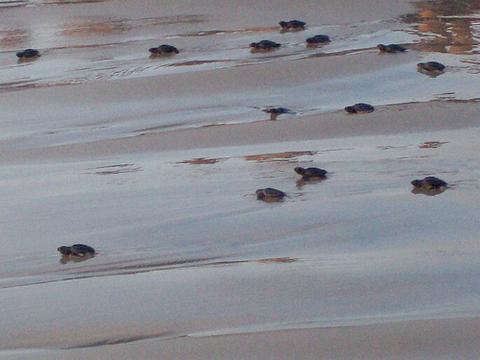Liberación de tortugas al amanecer