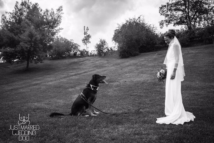 Just Married Wedding Dog