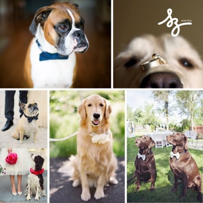 Collage para una boda en compañía de tus mascotas - Fotos: dog-milk.com, rachelevents.com, alexatiliberty.files.wordpress.com, weddbook.com - Diseño de Raisa Torres para SZ Eventos
