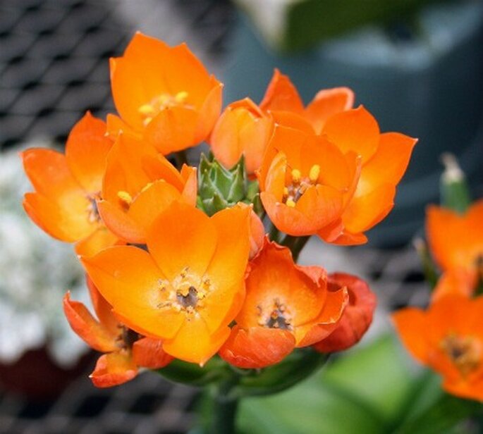 Hermosas flores silvestres para decorar en color mandarina.  Foto: Flower Factor