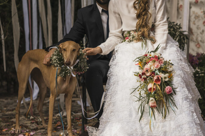 Pets em casamentos