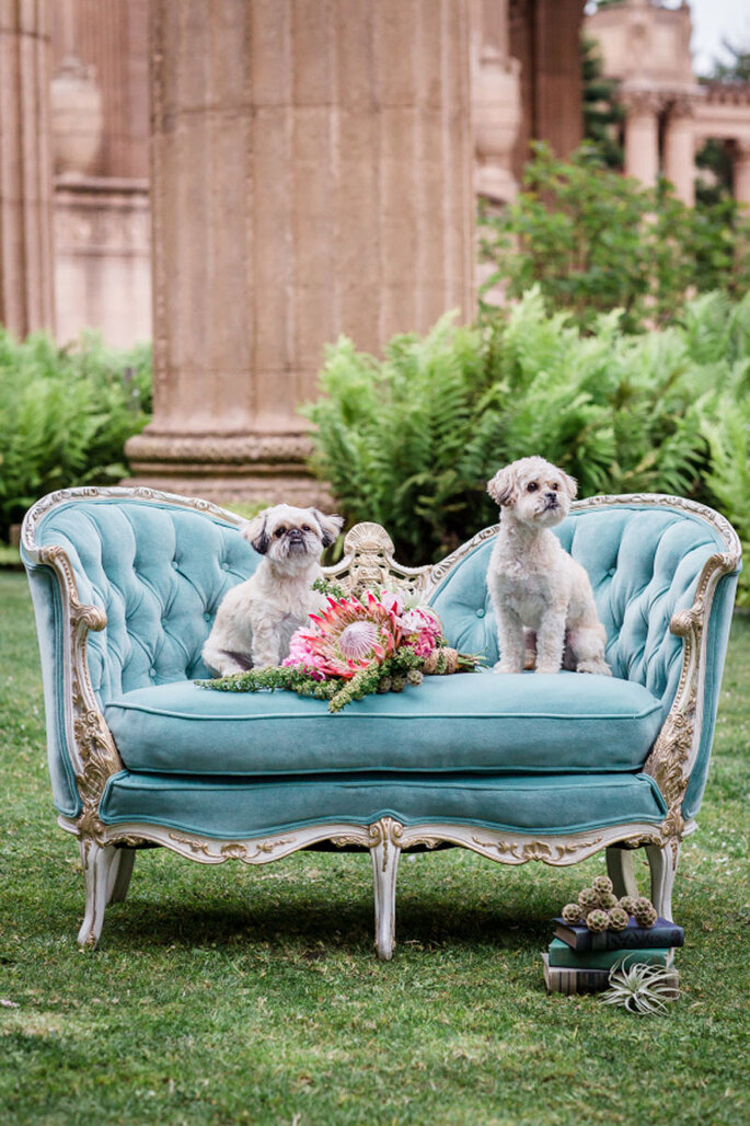 Cachorros sentados no sofá azul bebê com buquê