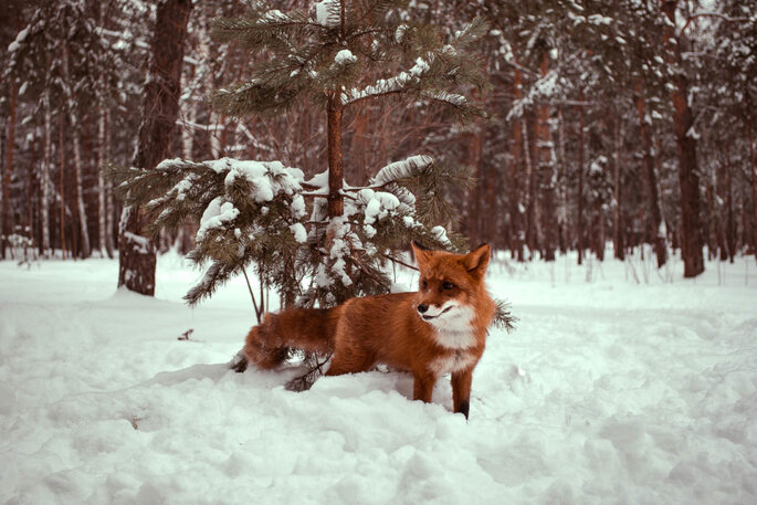 Foxy cinnamon forest-17