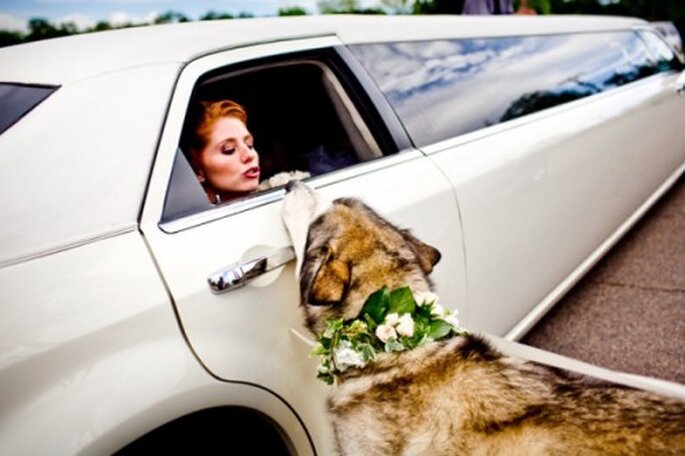 Perros pajecitos de boda. Foto de Twin Lens Photography en Style Me Pretty