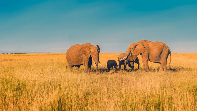 Safari en Afrique pour votre voyage de noces