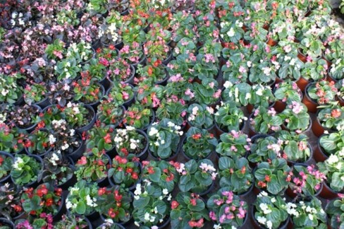 Macetas con Begonias de varios colores - Foto: Vivero Forestal Encanto