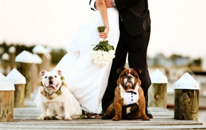 Disfruta de la compañía de tus perros durante la sesión de fotos de tu boda - Foto Joe Mikos