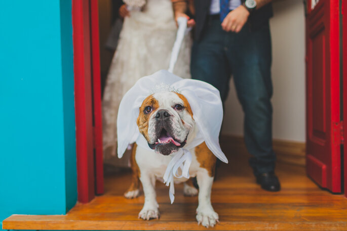Pets em casamentos