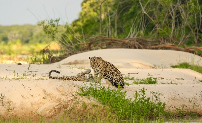 safari jaguar au Brésil couple de jaguars