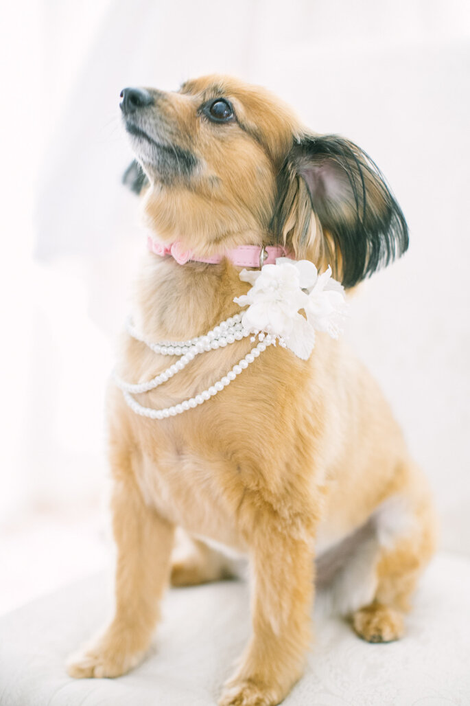 Tu mascota en tu boda - Love And Light Photographs