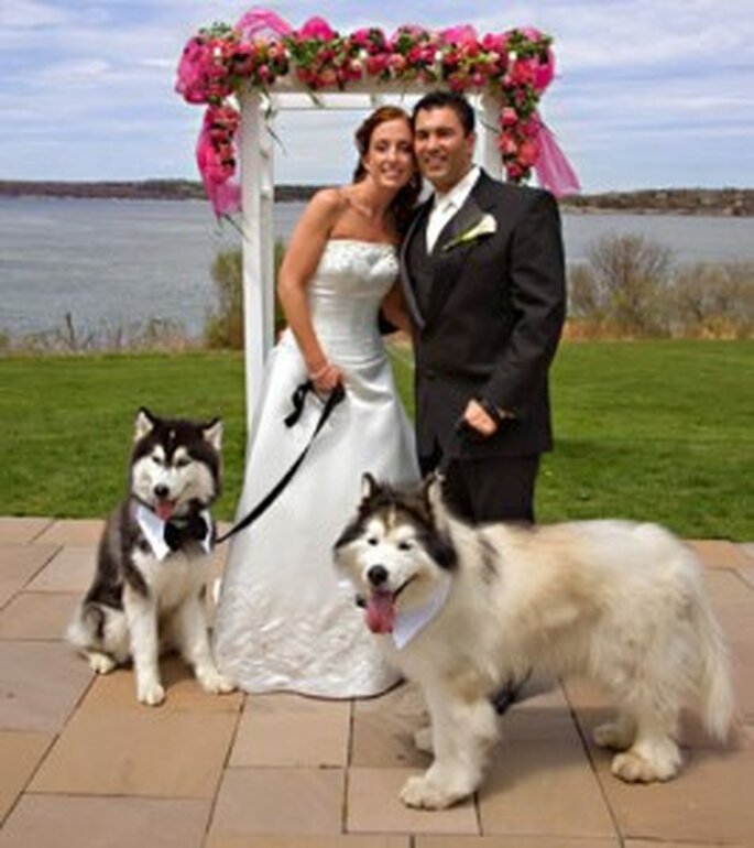 Dogs and weddings