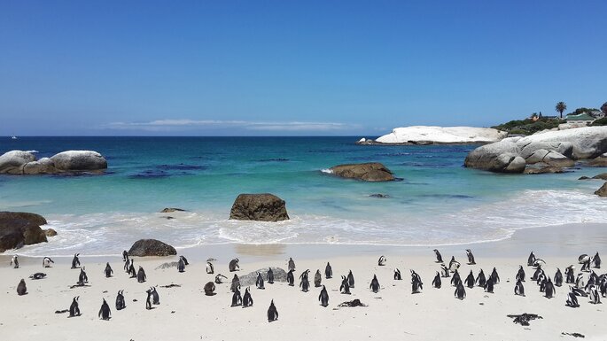 Pinguins em Boulders Beach - Cidade do Cabo