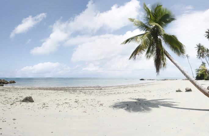 Playa del océano de Brasil con una palmera de coco, Bahía.