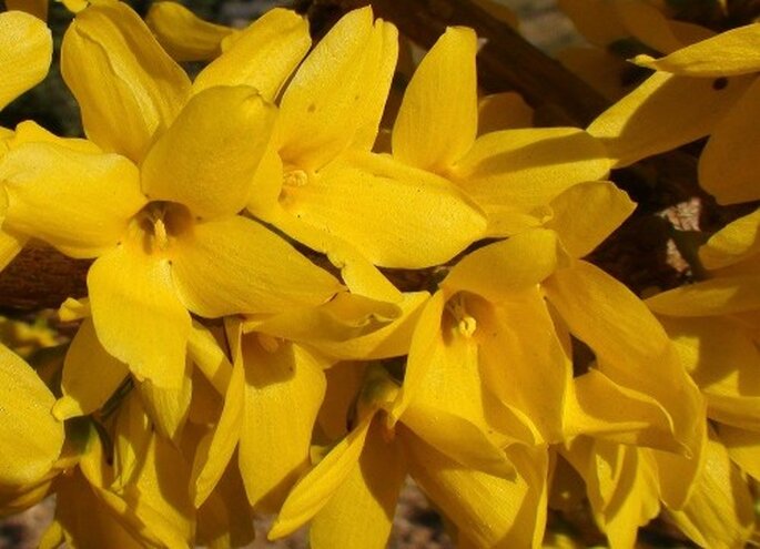 Wählen Sie Saisonblumen, die sind günstiger – Foto: flickr, forsytia fotopedia