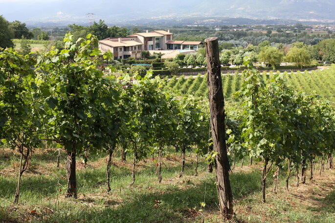 tenuta con viti