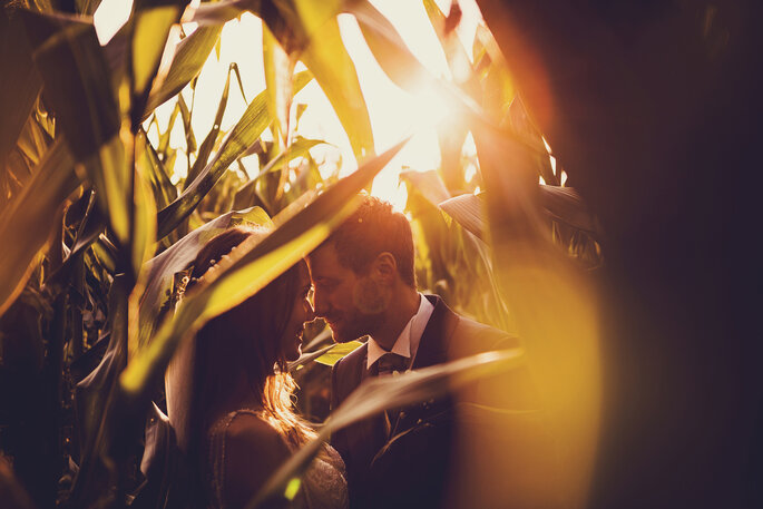 Hochzeitsfoto. Brautpaar im Maisfeld während Sonnenuntergang