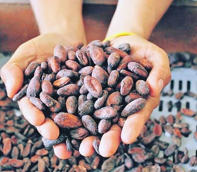 Fruto de Cacao