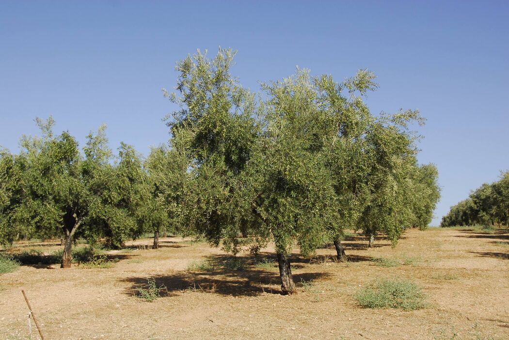 Cortijo el Solano