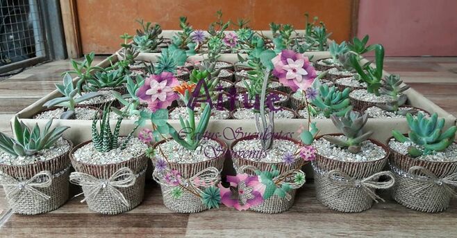 Aitue Cactus-Suculentas Souvenirs