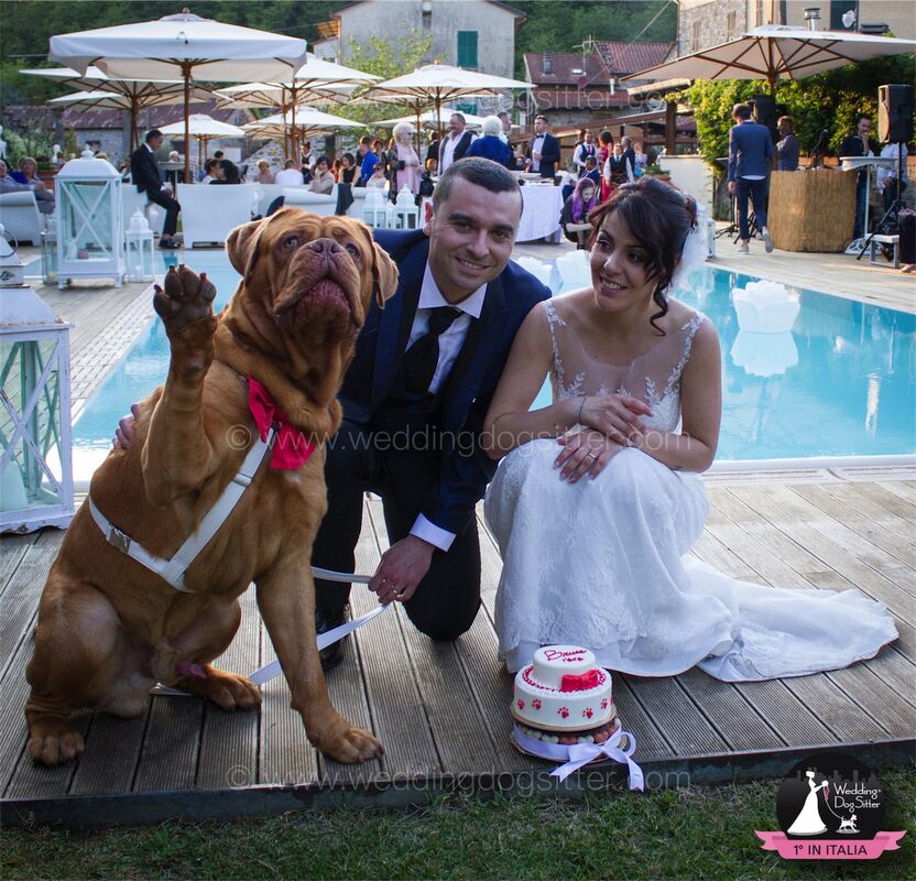 Wedding Dog Sitter