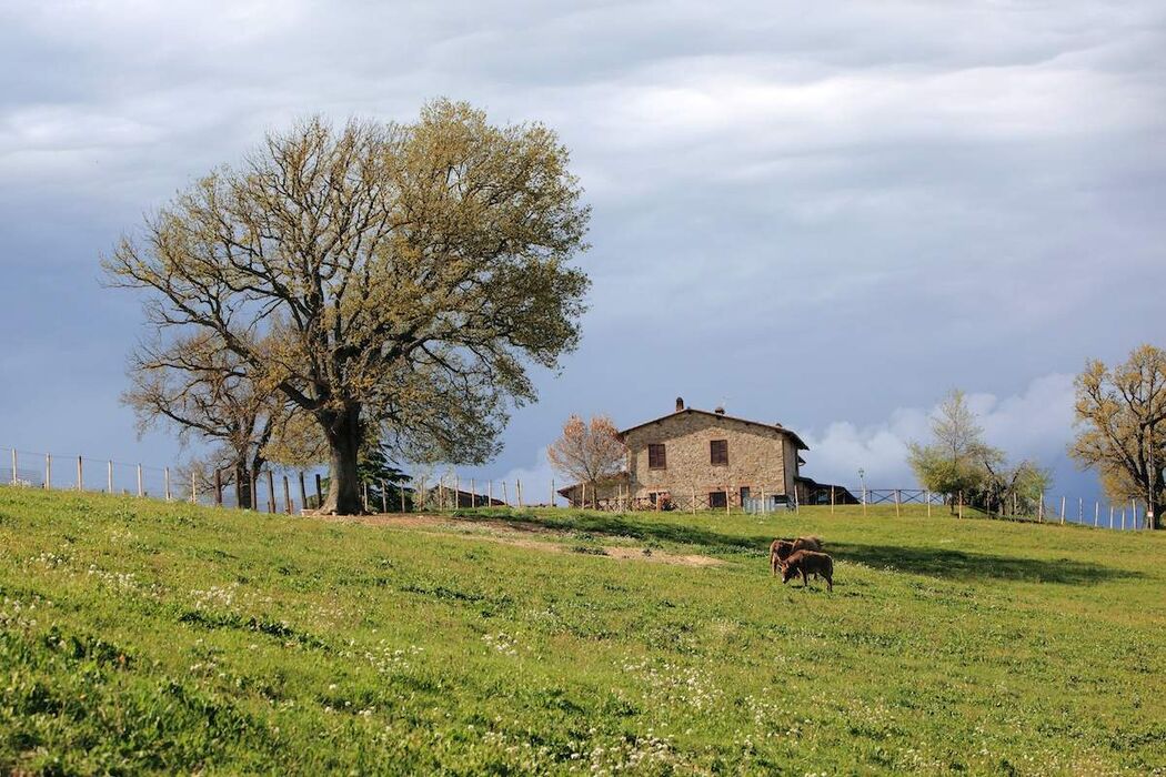 Ristorante il Caio - Tenuta di Corbara