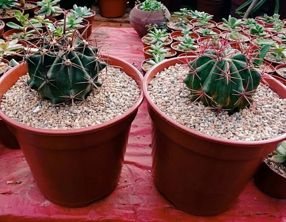 Cactus RSAFI